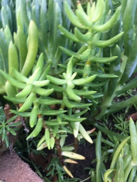 Crassula Tetragona Live Plant - Miniature Pine Tree Succulent, Rooted or Cuttings - Image 4