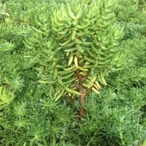 Crassula Tetragona Live Plant - Miniature Pine Tree Succulent, Rooted or Cuttings - Image 6