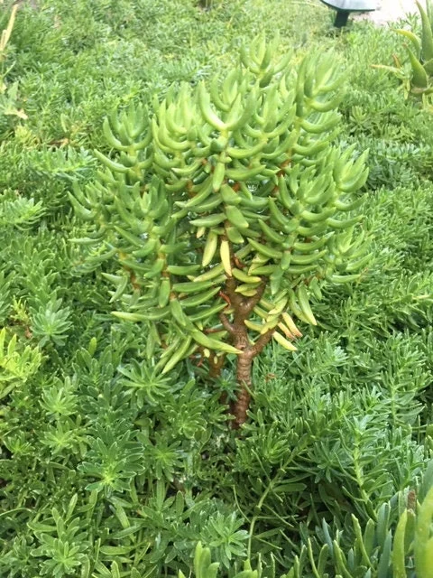 Crassula Tetragona Live Plant - Miniature Pine Tree Succulent, Rooted or Cuttings - Image 6