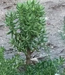 Crassula Tetragona Live Plant - Miniature Pine Tree Succulent, Rooted or Cuttings - Image 7
