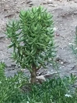 Crassula Tetragona Live Plant - Miniature Pine Tree Succulent, Rooted or Cuttings - Image 7