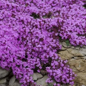 Creeping Thyme Seeds - 100,000 Thymus Serpyllum Perennial Ground Cover - Image 2