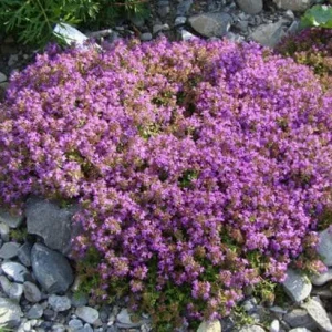 Creeping Thyme Seeds - 100,000 Thymus Serpyllum Perennial Ground Cover - Image 3
