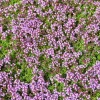 Creeping Thyme Seeds - 100,000 Thymus Serpyllum Perennial Ground Cover - Image 1