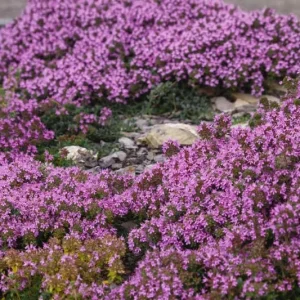 Creeping Thyme Seeds - 150,000 Thymus Serpyllum Perennial Seeds for Outdoor Garden - Image 3