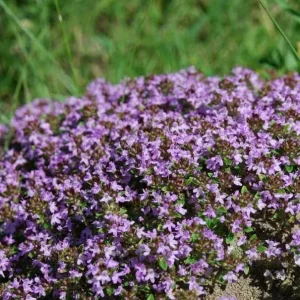 Creeping Thyme Seeds - 150,000 Thymus Serpyllum Perennial Seeds for Outdoor Garden - Image 5