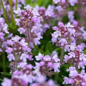 Creeping Thyme Seeds - 150,000 Thymus Serpyllum Perennial Seeds for Outdoor Garden - Image 6