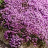 Creeping Thyme Seeds - 150,000 Thymus Serpyllum Perennial Seeds for Outdoor Garden - Image 1