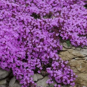 Creeping Thyme Seeds - 50,000 Thymus Serpyllum Perennial Seeds for Outdoor Garden - Image 5