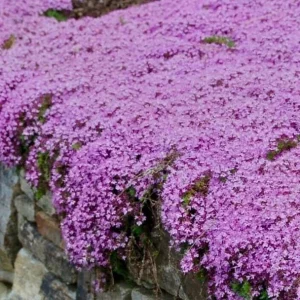 Creeping Thyme Seeds - 50,000 Thymus Serpyllum Perennial Seeds for Outdoor Garden - Image 1