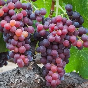 Crimson Seedless Grape Vine - 2 Year Old Live Plant, Large Red Grapes, USDA Zones 6-10 - Image 4