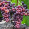 Crimson Seedless Grape Vine - 2 Year Old Live Plant, Large Red Grapes, USDA Zones 6-10 - Image 1