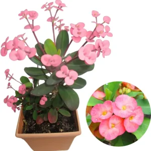 Crown of Thorns Plant Live, Well-Rooted 5-9 Inc Tall, Euphorbia Milii Crown of Thorn Tree, Cold Hardy (Pink) - Image 3