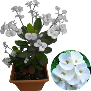 Crown of Thorns Plant Live, Well-Rooted 5-9 Inc Tall, Euphorbia Milii Crown of Thorn Tree, Cold Hardy (Pink) - Image 4