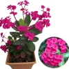 Crown of Thorns Plant Live, Well-Rooted 5-9 Inc Tall, Euphorbia Milii Crown of Thorn Tree, Cold Hardy (Pink) - Image 1