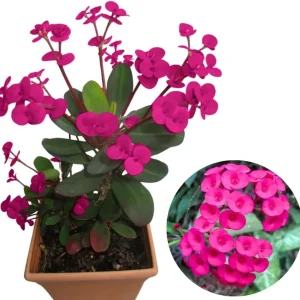 Crown of Thorns Plant Live, Well-Rooted 5-9 Inc Tall, Euphorbia Milii Crown of Thorn Tree, Cold Hardy (Pink) - Image 1