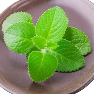 Cuban Oregano Live Plant – 2-Pack, 4-6 Inches Tall – Indoor/Outdoor Herb - Image 2