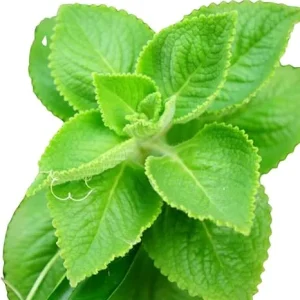 Cuban Oregano Live Plant – 3-6