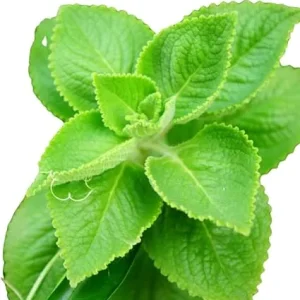 Cuban Oregano Live Plant – 3-6