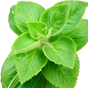 Cuban Oregano Live Plant – 3-6