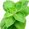 Cuban Oregano Live Plant – 3-6" Tall Herb Plant for Indoor/Outdoor Gardens - Image 1