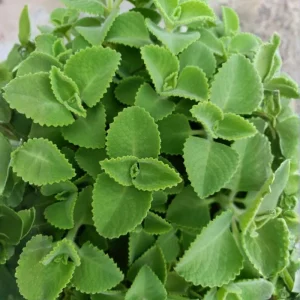 Cuban Oregano Live Plant 4-6'' Tall - Fragrant Herb for Garden & Containers - Image 2