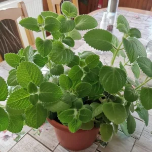 Cuban Oregano Live Plant 4-6'' Tall - Fragrant Herb for Garden & Containers - Image 3