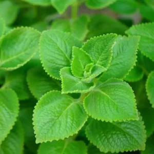 Cuban Oregano Live Plant 4-6'' Tall - Fragrant Herb for Garden & Containers - Image 6