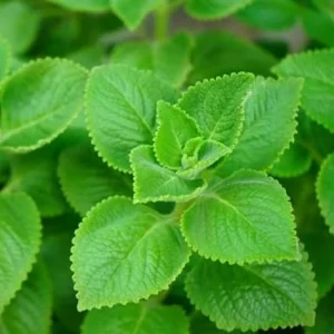 Cuban Oregano Live Plant 4-6'' Tall - Fragrant Herb for Garden & Containers - Image 1