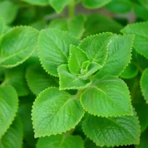 Cuban Oregano Live Plant 4-6'' Tall - Fragrant Herb for Garden & Containers - Image 1