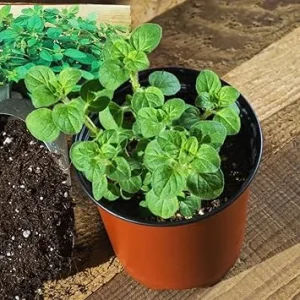 Cuban Oregano Live Plant Set – 2 Well Rooted 4-6 Inch Herb Plants – Full Sun - Image 5