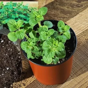 Cuban Oregano Live Plant Set – 2 Well Rooted 4-6 Inch Herb Plants – Full Sun - Image 6