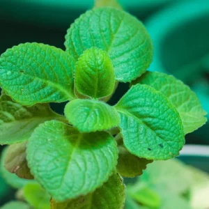 Cuban Oregano Live Plant Set, 2 Well-Rooted Herb Plants, 4-8 Inches Tall, Indoor/Outdoor - Image 4