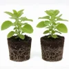 Cuban Oregano Live Plant Set, 2 Well-Rooted Herb Plants, 4-8 Inches Tall, Indoor/Outdoor - Image 1