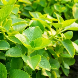 Cuban Oregano Live Plants, Set of 2, 4-6 Inches Tall, Culinary Herb, Indoor/Outdoor - Image 2