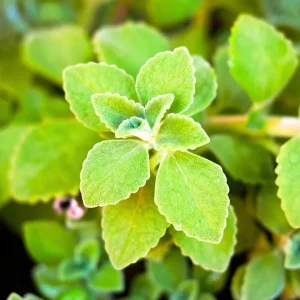 Cuban Oregano Live Plants, Set of 2, 4-6 Inches Tall, Culinary Herb, Indoor/Outdoor - Image 3