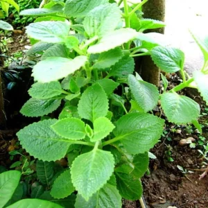 Cuban Oregano Live Plants, Set of 2, 4-6 Inches Tall, Culinary Herb, Indoor/Outdoor - Image 6