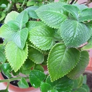 Cuban Oregano Live Plants - Set of 2, 4-6 Inches Tall, Culinary Herb - Image 7