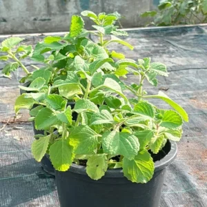 Cuban Oregano Live Plants, Set of 2, 4-6 Inches Tall, Culinary Herb, Indoor/Outdoor - Image 8