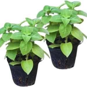 Cuban Oregano Live Plants - Set of 2, 5-7 Inches Tall, Mexican Mint - Image 1