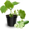 Cucumber Live Plants - 2 Pack, 3-5 Inches Tall, 4-Inch Pot, Outdoor Starter - Image 1