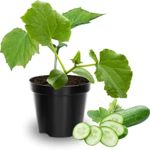 Cucumber Live Plants - 2 Pack, 3-5 Inches Tall, 4-Inch Pot, Outdoor Starter - Image 5