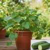 Cucumber Live Plants for Planting - 2 Pack, 4-7 Inches Tall Vegetable Starters - Image 1