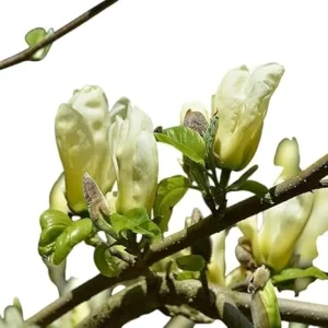 Cucumber Magnolia Tree Live Plant 2-3 ft Tall Yellow Fragrant Flowers Outdoor - Image 3