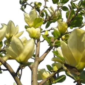 Cucumber Magnolia Tree - Live Plant, 3-4 ft Tall, Yellow Fragrant Flowers, Zones 4-8 - Image 2