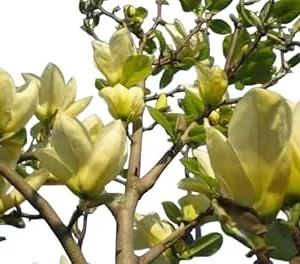 Cucumber Magnolia Tree - Live Plant, 3-4 ft Tall, Yellow Fragrant Flowers, Zones 4-8 - Image 1