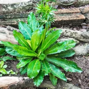 Culantro Herb Seeds - 400 Seeds for Outdoor & Indoor Planting - Image 2