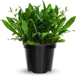 Culantro Live Plants - Set of 4 - 4-6 Inches Tall - Indoor Outdoor Herb - Image 2