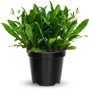Culantro Live Plants - Set of 4 - 4-6 Inches Tall - Indoor Outdoor Herb - Image 4