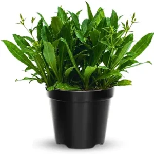 Culantro Live Plants - Set of 4 - 4-6 Inches Tall - Indoor Outdoor Herb - Image 7